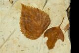 Two Fossil Leaves (Celtis And Davidia) With Insect Damage - Montana #113226-2